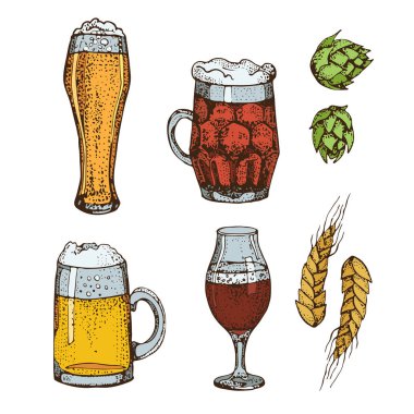 Vektör bira cam bardağı çekilmiş kümesi ver. Atlama ve buğday. Beyaz arka plan üzerinde izole. Grafik doku Restoran şablonu için. Zanaat bira, pub, bar, oktoberfest Restaurant için.