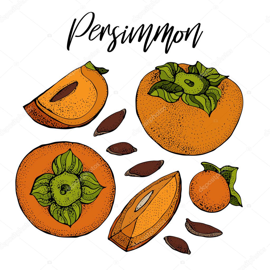 Persimmon vector drawing set. Isolated hand drawn object with Persimmon sliced piece and seeds. Fruit sketch style illustration. Detailed vegetarian food sketch. 