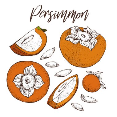 Trabzon hurması vektör çizim seti. El çizim nesnesini parça ve tohum dilimlenmiş Trabzon hurması ile izole. Meyve stil illüstrasyon kroki. Detaylı vejetaryen gıda kroki. 