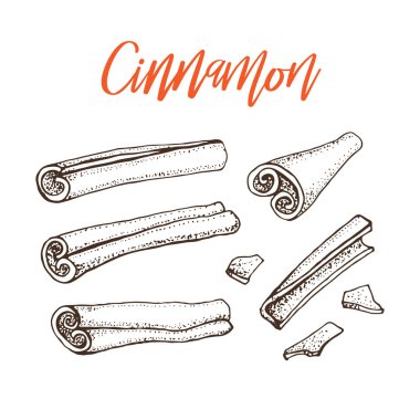 Tarçın. Vektör çizim Aromatik baharatlar kümesi. Mevsimlik gıda illüstrasyon izole beyaz. Baharat ve tat el çizilmiş kroki. Pişirme ve mulled şarap madde.