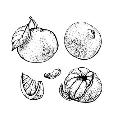 Mandalina ayarlayın. Beyaz arka plan üzerinde izole narenciye. El mandalina vektör çizim çekilmiş. Detaylı vejetaryen gıda mürekkep kroki.