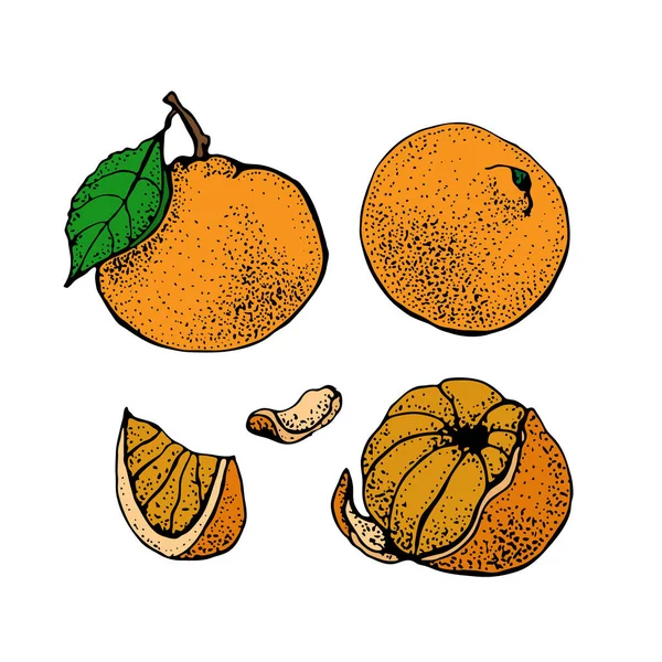 Mandarijn oranje instellen. Citrusvruchten geïsoleerd op een witte achtergrond. Hand getekend tangerine vectorillustratie. Gedetailleerde vegetarisch voedsel Ink schets. — Stockvector