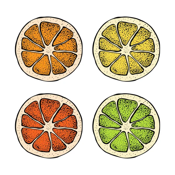 Vektorillustration med bläck handen ritade citrusfrukter, skivor bitar skiss. Mandarin orange, tangerine, lime, grapefrukt, citron isolerad på vit bakgrund. Detaljerade vegetarisk mat. — Stock vektor