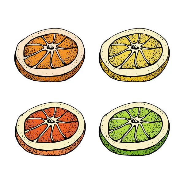 Vectorillustratie met inkt hand getekende citrusvruchten, plakjes stukken schets. Mandarijn, tangerine, kalk, grapefruit, citroen geïsoleerd op een witte achtergrond. Gedetailleerde vegetarische maaltijden. — Stockvector