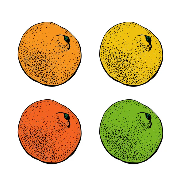 Vectorillustratie met inkt hand getekende citrusvruchten. Mandarijn, tangerine, kalk, grapefruit, citroen geïsoleerd op een witte achtergrond. Gedetailleerde vegetarische maaltijden. — Stockvector