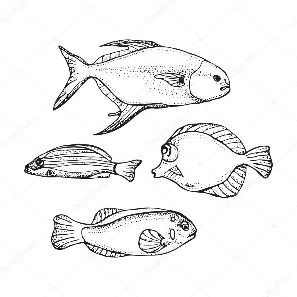 Fishes colorful vector illustrations. Hand drawn Sea or ocean fish. Isolated symbol on white background.