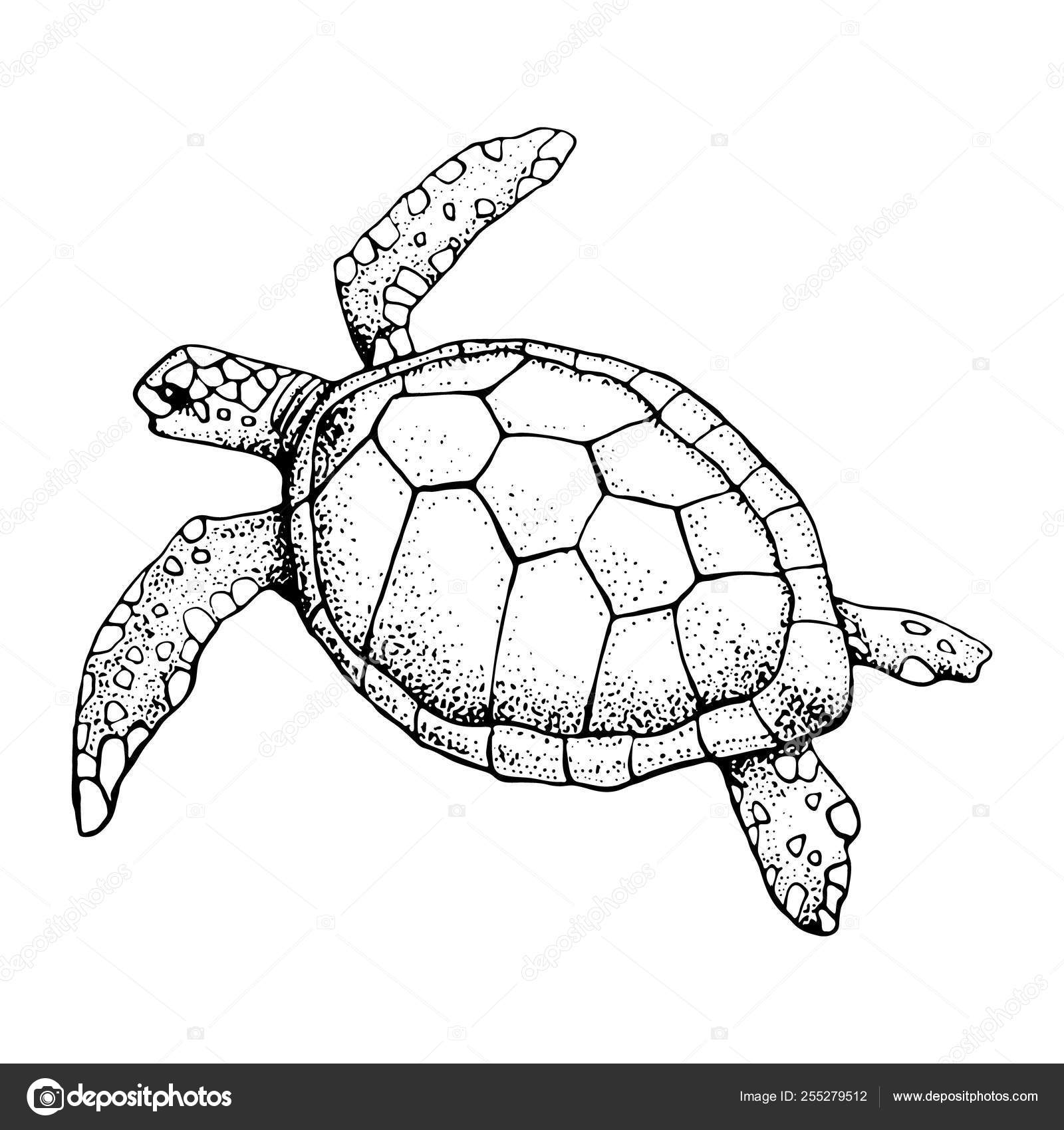 https://st4.depositphotos.com/3581215/25527/v/1600/depositphotos_255279512-stock-illustration-hand-drawn-sea-turtle-isolated.jpg