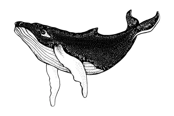 Ręcznie rysowane wieloryb humbaki na białym tle. Wektor pod wodą. Ilustracja dla T-shirt grafika, moda druk, plakat, tekstylia — Wektor stockowy