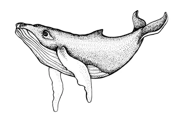 Handgezeichneter Buckelwal isoliert auf weißem Hintergrund. Vektor mit Tier unter Wasser. Illustration für T-Shirt-Grafiken, Modedruck, Poster, Textilien — Stockvektor