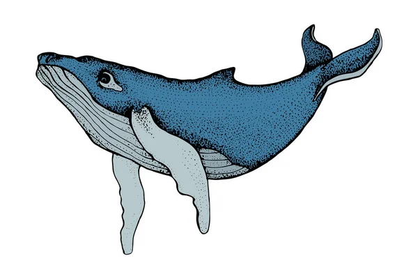 Baleine à bosse dessinée à la main isolée sur un fond blanc. Vecteur avec animal sous-marin. Illustration pour T-shirt graphiques, impression de mode, affiche, textiles — Image vectorielle