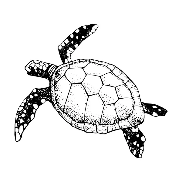 Tortuga marina dibujada a mano aislada sobre un fondo blanco. Vector con animal bajo el agua. Ilustración para gráficos de camisetas, estampado de moda, póster, textiles — Vector de stock