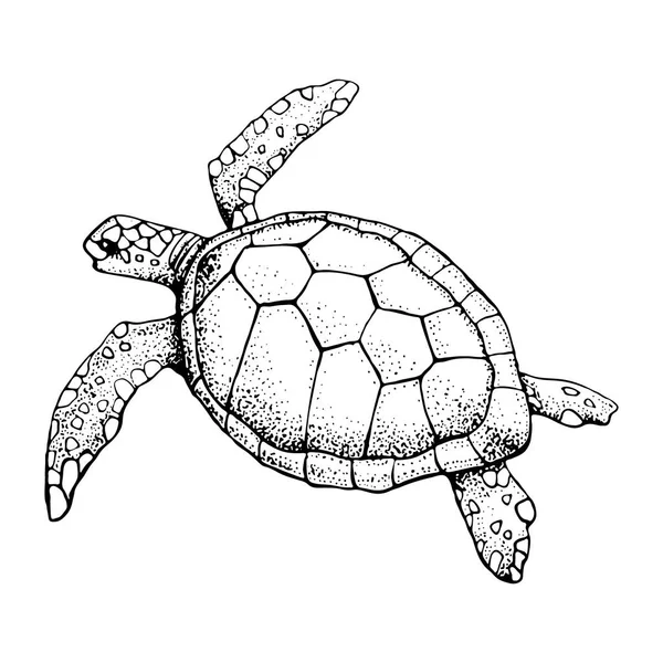 Tortuga marina dibujada a mano aislada sobre un fondo blanco. Vector con animal bajo el agua. Ilustración para gráficos de camisetas, estampado de moda, póster, textiles — Vector de stock