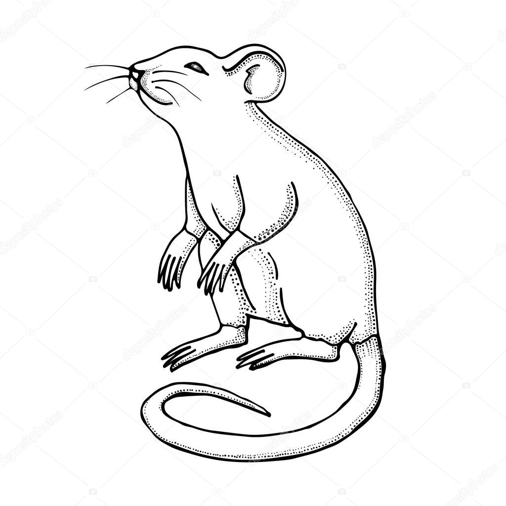 Hand drawn mouse or rat. Ink drawing. Vector with mammal animal isolated on white background. Illustration for T-shirt graphics, books images, poster, textiles.