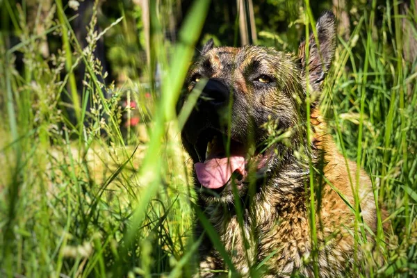 Mischievous Brown Black Dog Shows His Tongue Hid Grass Walk — Stock Photo, Image