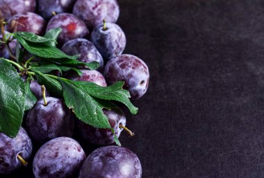 Mor, olgun erikler, koyu renkli arka planda yaprakları olan bir dal. Metnin için yer.