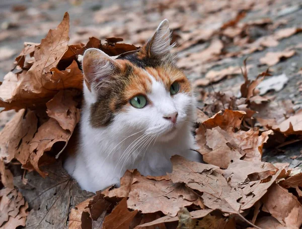 Gatto Trova Comodamente Nei Livelli Autunnali Gatto Giardino Aspetto Del — Foto Stock