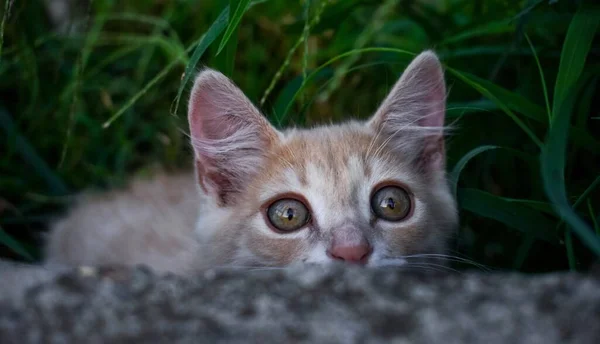 Küçük Oyuncu Şeftali Renkli Kedi Yavrusu Yüzünü Caddesini Gösteriyor Şirin — Stok fotoğraf