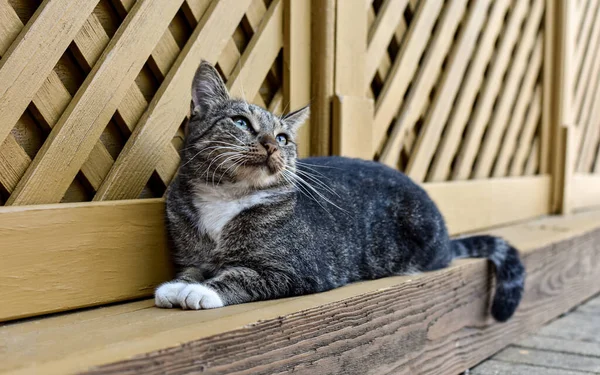 Gatto Appagato Contento Annida Comodamente Una Superficie Legno Profilo Felino — Foto Stock