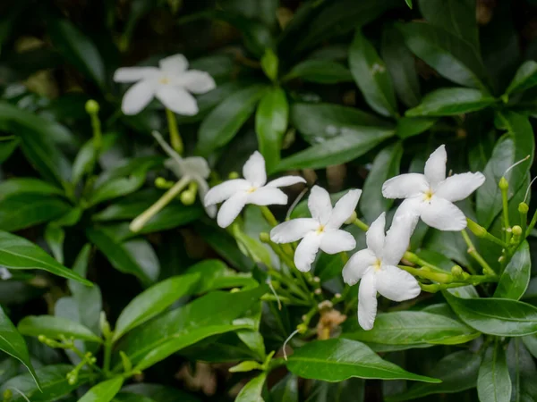 Víz Jasmine Close Készlet Virág Chiang Mai Thaiföld — Stock Fotó