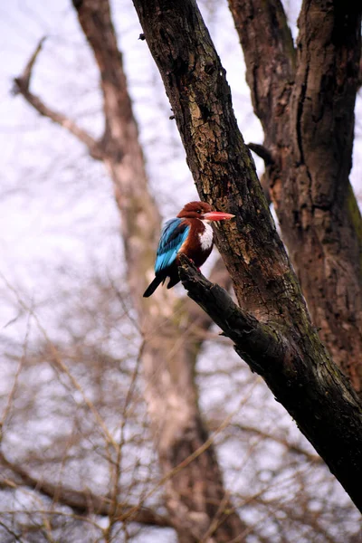 A colorful bird sitting peacefully at the edge of an old tree branch. (The bird species is known as white-throated kingfisher).