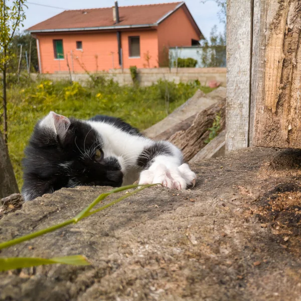 Gatito Está Jugando Afuera Gato Doméstico Joven Practica Acechando Atacando —  Fotos de Stock