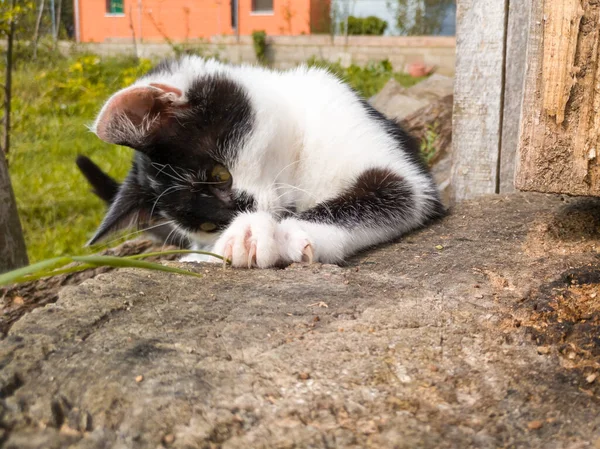 Gatito Está Jugando Afuera Gato Doméstico Joven Practica Acechando Atacando —  Fotos de Stock