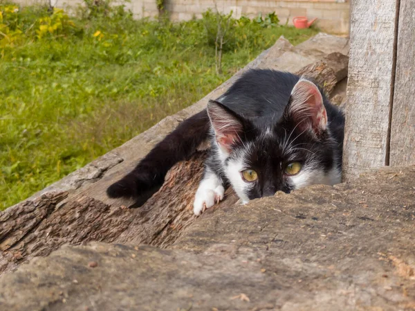 A little kitten is playing outside. Playful kitten in the garden among some old tree stumps. The young hunter practices stalking and attacking skills through play.