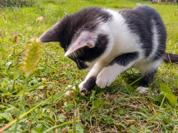 若い健康な子猫が庭を歩き回り 混乱しているように見えます 環境の受動的観察 外部世界との最初の接触 — ストック写真