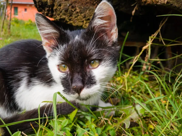 Gatito Joven Sano Deambula Por Jardín Mira Alrededor Confundido Observación — Foto de Stock