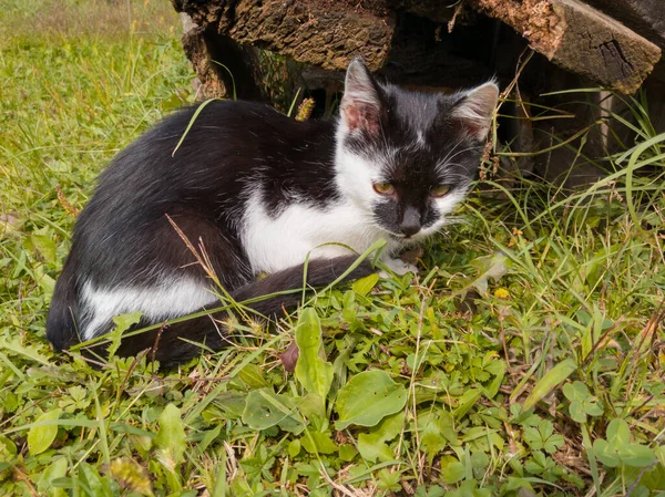 Ein Junges Gesundes Lebhaftes Kätzchen Wandert Durch Den Garten Und — Stockfoto
