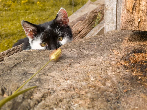 Gatito Está Jugando Afuera Gatito Juguetón Jardín Entre Algunos Troncos —  Fotos de Stock