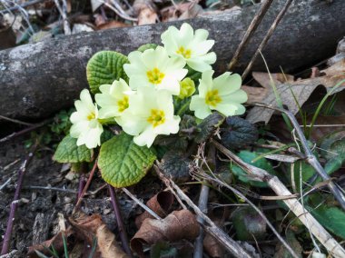 Primula vulgaris, yaygın çuha çiçeği, ilkbahar çiçekleri, yaprak döken bir ormanın kenarında çiçek açtı..