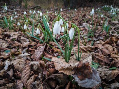 Galanthus Nivalis, baharın başında yaprak döken bir ormandaki kar damlası ya da yaygın bir kar damlası..
