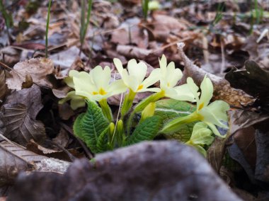 Primula vulgaris, yaygın çuha çiçeği, ilkbahar çiçekleri, yaprak döken bir ormanın kenarında çiçek açtı..