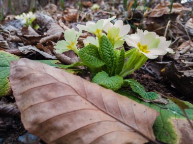 Primula vulgaris, yaygın çuha çiçeği, ilkbahar çiçekleri, yaprak döken bir ormanın kenarında çiçek açtı..
