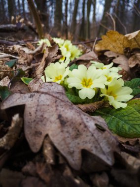Primula vulgaris, yaygın çuha çiçeği, ilkbahar çiçekleri, yaprak döken bir ormanın kenarında çiçek açtı..