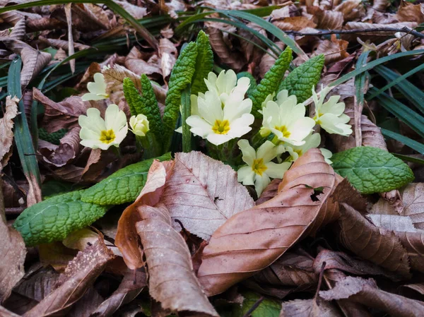 Primula vulgaris, yaygın çuha çiçeği, ilkbahar çiçekleri, yaprak döken bir ormanın kenarında çiçek açtı..