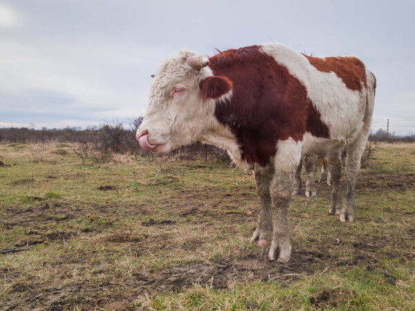 Soil erosion and disturbance of biodiversity due to keeping too many livestock in a small area on a free range farm.
