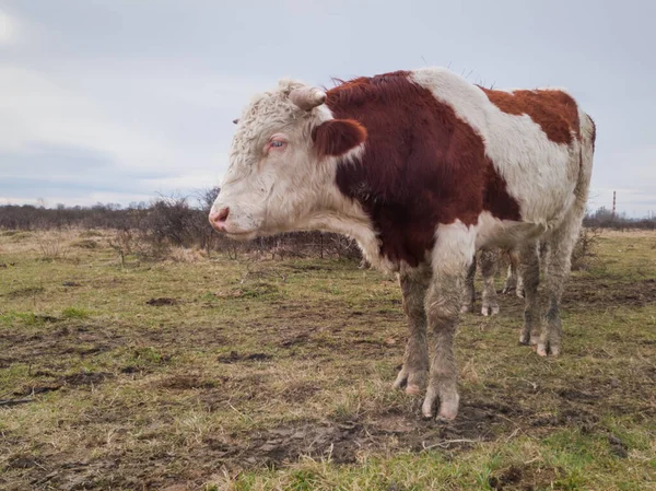 Bodemerosie Verstoring Van Biodiversiteit Als Gevolg Van Het Houden Van — Stockfoto