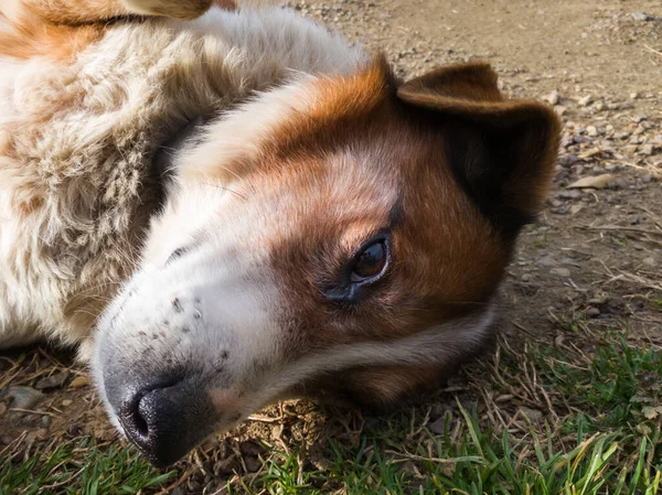 Uma Visão Perto Cabeça Cão Para Chão Luz Suave Mans — Fotografia de Stock