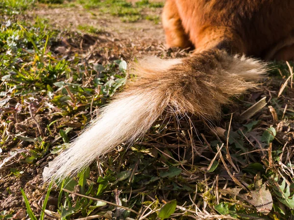 Ragged dog tail lies on ground in soft light. Domestic animal tail, pets tail.