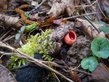 Kızıl elf fincanı mantarı orman zemininde çürümüş bir ağaçta yetişiyor..