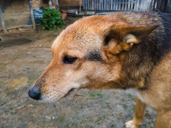 Fechar Cabeça Cão Encharcado Uma Fazenda Durante Dia Chuvoso — Fotografia de Stock