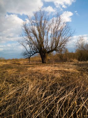 Kurumuş bir bataklıktaki kuru bir söğüt ağacının manzarası Sonbaharda düşen bir kamışla Güneşli bir günde gökyüzünde dalgalanan bulutlarla.