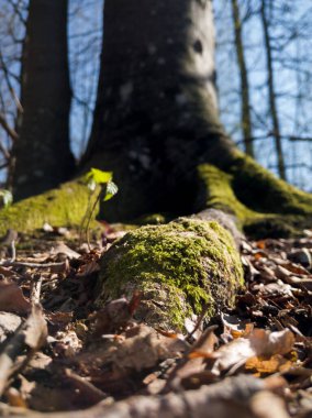 Güneşli bir günde, baharda bir ormanda, ağaç kökünde yosun..