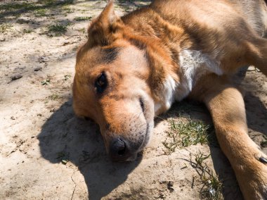 Köpek sıcak güneşin altında yerde dinleniyor, kırsaldaki evcil hayvanların hayatı..
