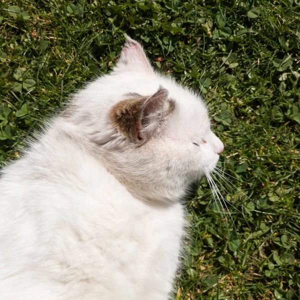 Spoiled Cat Lies Grass Basks Warm Spring Sun Day — Stock Photo, Image