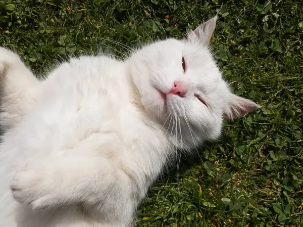 Rozpuszczony Kot Leży Trawie Kąpie Się Ciepłym Wiosennym Słońcu Ciągu — Zdjęcie stockowe