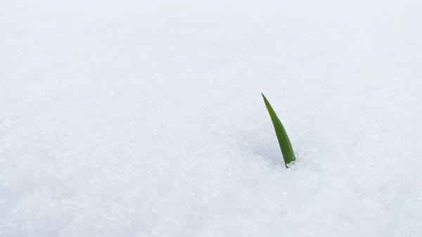 雪が牧草地に落ち 雪から突き出た草の一枚の刃 — ストック写真