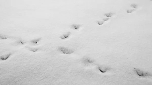 Sporen Van Een Dier Sneeuw Abstract Van Aard — Stockfoto